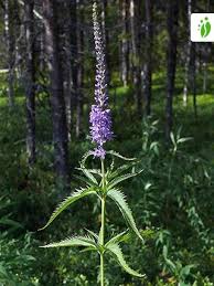 Attēlu rezultāti vaicājumam “Veronica longifolia leaf”