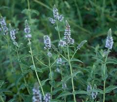 Attēlu rezultāti vaicājumam “Mentha longifolia”
