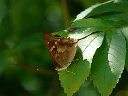 Attēlu rezultāti vaicājumam “Apatura ilia male”