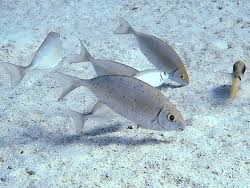 Image result for Siganus rivulatus