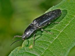 Attēlu rezultāti vaicājumam “Hemicrepidius sp.”