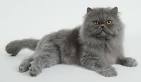 File:Blue-persian-cat-1-.jpg - Harry Potter Wiki