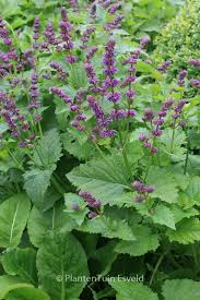 Attēlu rezultāti vaicājumam “Salvia verticillata”