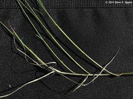 Attēlu rezultāti vaicājumam “Carex chordorrhiza”