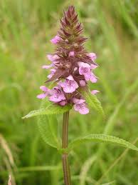 Attēlu rezultāti vaicājumam “Stachys palustris flower”
