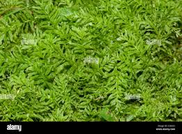 Attēlu rezultāti vaicājumam “Plagiomnium undulatum sporophyte”