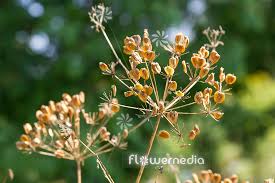 Attēlu rezultāti vaicājumam “Anthriscus sylvestris flower”