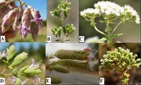 Attēlu rezultāti vaicājumam “Origanum vulgare flower”