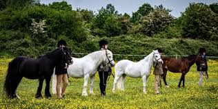 Image result for Blackpool & Fylde Horse Club