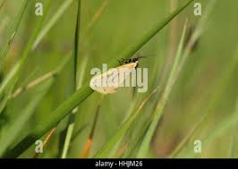 Attēlu rezultāti vaicājumam “Setina irrorella”