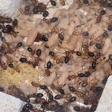 Image result for ytong ants