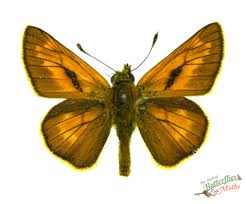 Attēlu rezultāti vaicājumam “Ochlodes sylvanus male”