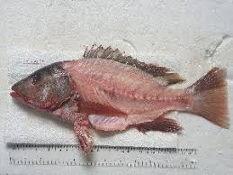 Image result for Lutjanus colorado