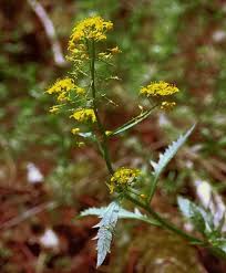 Attēlu rezultāti vaicājumam “Rorippa amphibia leaf”