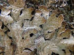 Attēlu rezultāti vaicājumam “Parmelia serrana”