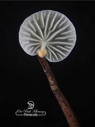 Attēlu rezultāti vaicājumam “Didymium tussilaginis spores”