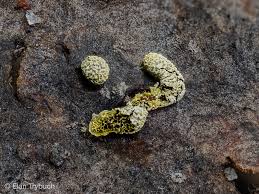 Attēlu rezultāti vaicājumam “Physarum licheniforme sessile”