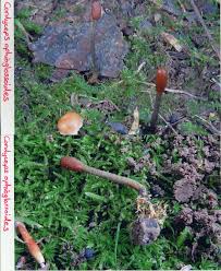 Attēlu rezultāti vaicājumam “Cordyceps ophioglossoides”