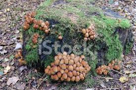 Attēlu rezultāti vaicājumam “Coprinus disseminatus”