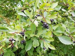 Attēlu rezultāti vaicājumam “Crataegus chlorosarca”