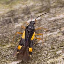 Attēlu rezultāti vaicājumam “Dryophilocoris flavoquadrimaculatus”