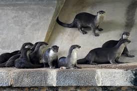 Image result for Worthing Otters