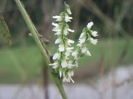 Attēlu rezultāti vaicājumam “Melilotus albus”