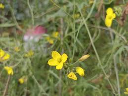 Attēlu rezultāti vaicājumam “Diplotaxis muralis flower”