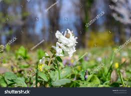 Attēlu rezultāti vaicājumam “Corydalis cava fruit”