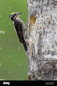 Attēlu rezultāti vaicājumam “Picoides tridactylus”