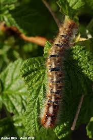 Attēlu rezultāti vaicājumam “Lasiocampa quercus imago”