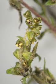 Attēlu rezultāti vaicājumam “Ambrosia artemisiifolia fruit”
