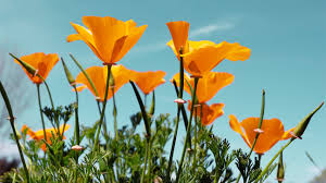 Attēlu rezultāti vaicājumam “Eschscholzia californica fruit”