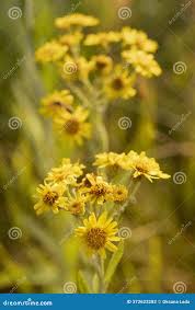 Attēlu rezultāti vaicājumam “Jacobaea paludosa leaf”