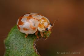 Attēlu rezultāti vaicājumam “Myrrha octodecimguttata”
