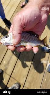 Image result for Leiostomus xanthurus