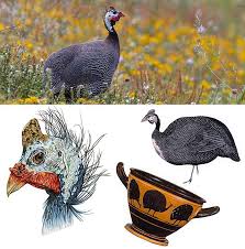 Attēlu rezultāti vaicājumam “Numida meleagris”