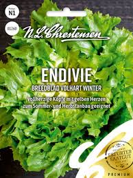 Image result for Endivie