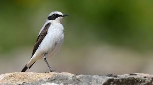 Attēlu rezultāti vaicājumam “Oenanthe oenanthe”