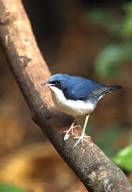 Image result for Luscinia cyane