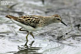 Image result for Calidris subminuta