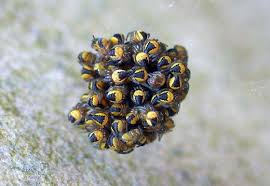 Attēlu rezultāti vaicājumam “Araneus diadematus juvenile”