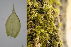 Attēlu rezultāti vaicājumam “Eurhynchiastrum pulchellum macro”