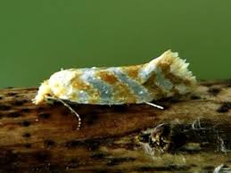 Attēlu rezultāti vaicājumam “Aethes margaritana”