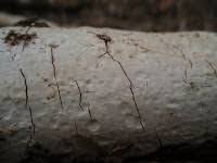 Attēlu rezultāti vaicājumam “Vuilleminia comedens”