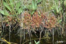 Attēlu rezultāti vaicājumam “Drosera x obovata”