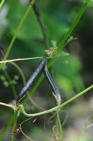Attēlu rezultāti vaicājumam “Vicia angustifolia”