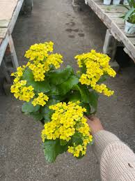 Image result for Kalanchoe blossfeldiana