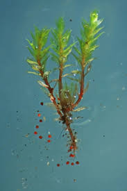 Attēlu rezultāti vaicājumam “Bryum rubens”