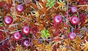 Attēlu rezultāti vaicājumam “Oxycoccus microcarpus”